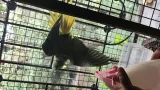 My female Alexander parrot loves a good bath