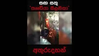 සඟ සතු කළ "කෘෘඩියා සිලනිකා" හෙවත් පඬු කරඳ ගස අතුරුදහන්.