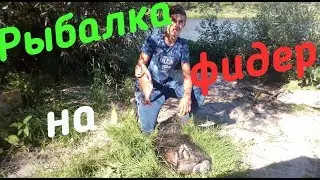 ДОН 2018.РЫБАЛКА НА ДОНУ,ЛОВЛЯ НА ФИДЕР ПОЛ САДКА РЫБЫ СУПЕР КЛЁВ!