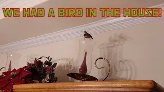 WE HAD A BIRD IN THE HOUSE!!!