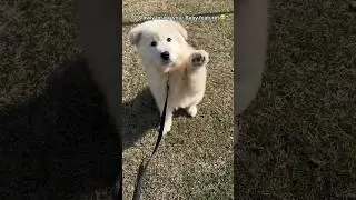 Made me cry #song #samoyedpuppy #youtube #viral #fyp #youtubeshorts  #videoshort #pets #viralshort