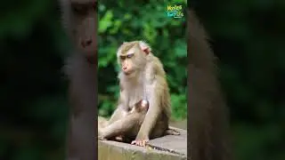 Sleep well by sitting. ❤️🐒
