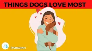 15 Things Dogs Love the Most