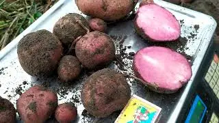 Викопка та підкоп сорту Таяна з червоним мякушем