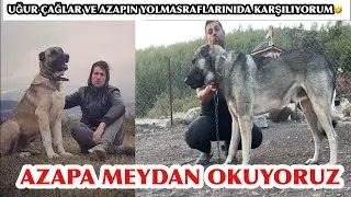 ÇOBAN KÖPEĞİ AZAP KANGAL HAYDUTA BEN 50 KİLO DAN DA DAYAK YEMEM DİYORMUŞ😂