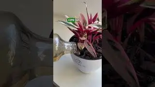 Adubo para plantas! https://www.plantie.com.br/?utm_source=YTshorts