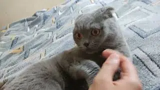 вислоухий кот 1 год и 2 месяца