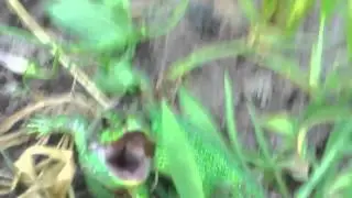 Злобный ящер