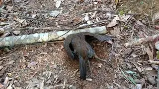 create trap to catch squirrel and chicken in the jungle