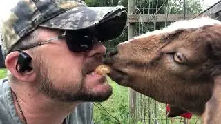 A GOAT NAMED JACKSON WE ALL HAVE