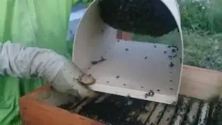 Заселение двух роев пчел в один домик