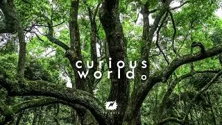 shogonodo - lost in da forest (Extended Version)