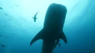 World Ocean's Day