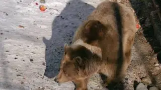 Кавказский медведь в вольере тебердинского заповедника 3 января 2020 г.