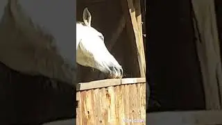 КІНЬ ГОСТРИТЬ ЗУБИ ОБ ДЕРЕВ'ЯНУ БАЛКУ #CAT #CATS #FUNNY #CUTE