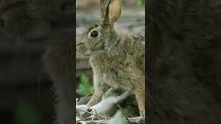 Rabbit or hare: do you know the difference? 