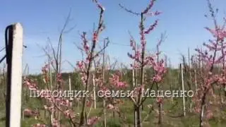 Формировка персика. Питомник Маценко.
