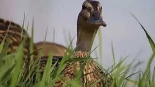 Duck 2