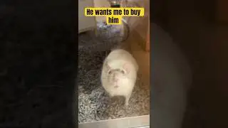 Pet Rat? #shorts #pets #animals