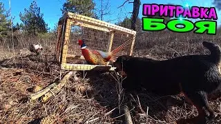 Притравка Ягдтерьера на фазана. Фазан чуть не крякнул от разрыва сердца)