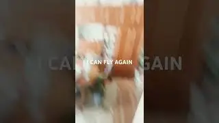 I can fly again