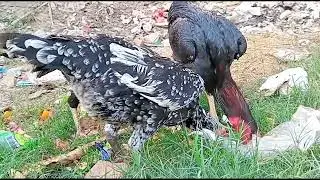 Shamo aseel chickens #aseel chickens
