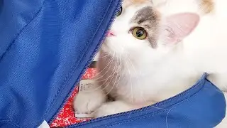Adopting our Foster Kitten! Our New Kitten + Pets update