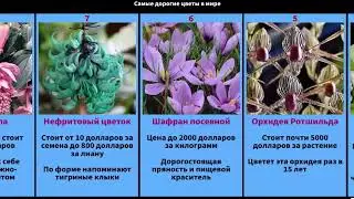 Самые дорогие цветы в мире