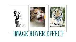 Image Hover Effect HTML & CSS - Contrast Effect