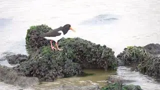 Scholekster op zoek naar voedsel.