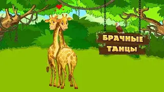 Игра для проектора «Брачные танцы».