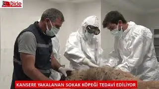 Kansere yakalanan sokak köpeği tedavi ediliyor