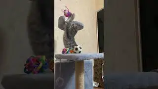 very cute Scottish fold plays with her toys