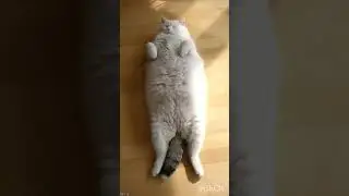 СОН. ТОЛСТЫЕ КОШКИ. ИНГА ХОСРОЕВА. ВЕДЬМИНА ИЗБА.