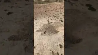 Prairie dog farm lol