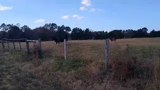 🐮 cows in field close by
