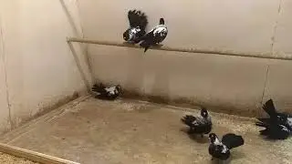 Мордовские чернорябые голуби