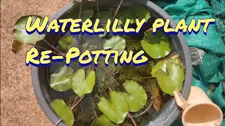 Waterlilly plants Re potting and clean up