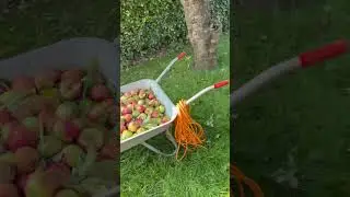 Don't Plant Apple Trees in Home Garden