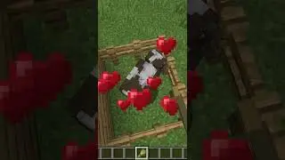 ANIMALS CAN BREED THROUGH WALLS IN MINECRAFT #shorts #gaming #minecraft