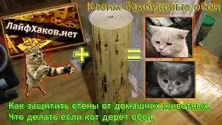 Как защитить стены от домашних животных. Что делать если кот дерёт обои. Клеим бамбуковые обои