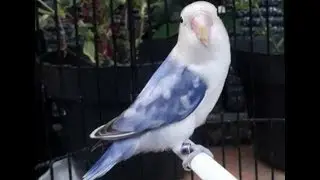 masteran lovebird fighter paling di cari hingga ke pelosok negeri