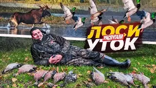 На УТИНОЙ охоте приплыли ЛОСИ! Лось на реву. Охота на уток!