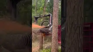 Today's clean up 🪵 #tree #trees #short #shorts #shortvideo #shortsvideo #fyp