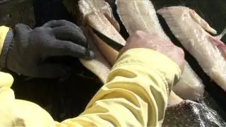Filleting Freshwater Fish - Introduction