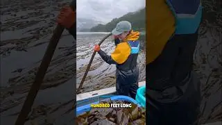 Bullwhip Kelp Algae Harvesting 😳