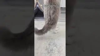 Котик танцует🥰