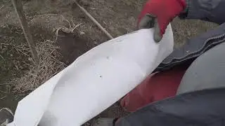 Орех пекан. Зимняя защита для саженцев из агроволокна.