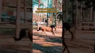 каждый раз она ждет окончания шаговой разминки, чтобы побегать в удовольствие ✨