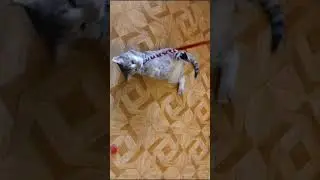 Michiko.ru | Кошка Любочка ищет дом. Отдаем бесплатно. Коты в дар в добрые руки.